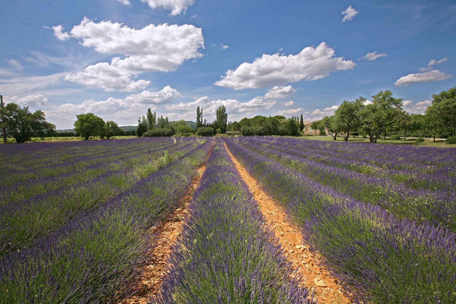 champ de lavande